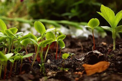 Permaculture et régénération