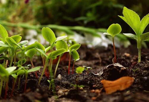 Permaculture et régénération